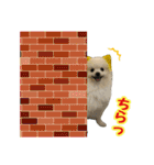 ポメラニアン★むぅ（個別スタンプ：21）