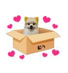 ポメラニアン★むぅ（個別スタンプ：23）