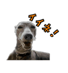 スパンキー☆スタンプ（個別スタンプ：1）