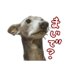 スパンキー☆スタンプ（個別スタンプ：2）