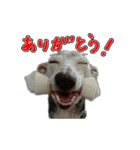 スパンキー☆スタンプ（個別スタンプ：4）