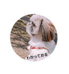 シーズー ここちゃん（個別スタンプ：4）