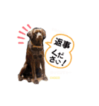 THE✨CHOCO✨1（個別スタンプ：10）