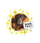 THE✨CHOCO✨1（個別スタンプ：17）