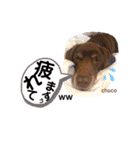 THE✨CHOCO✨1（個別スタンプ：19）