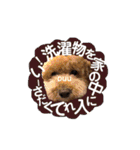 THE✨CHOCO✨1（個別スタンプ：31）