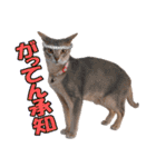 カリモの猫スタンプ アビシニアン 2（個別スタンプ：31）