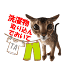 カリモの猫スタンプ アビシニアン 2（個別スタンプ：32）