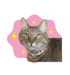 キジトラ猫イベント＆シーンスタンプ（個別スタンプ：3）