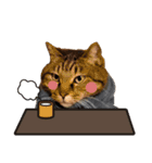 キジトラ猫イベント＆シーンスタンプ（個別スタンプ：13）