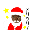 キジトラ猫イベント＆シーンスタンプ（個別スタンプ：18）