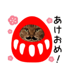 キジトラ猫イベント＆シーンスタンプ（個別スタンプ：19）