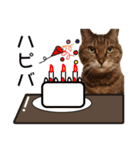 キジトラ猫イベント＆シーンスタンプ（個別スタンプ：20）