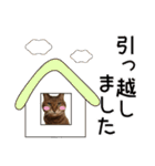 キジトラ猫イベント＆シーンスタンプ（個別スタンプ：23）