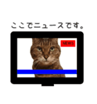 キジトラ猫イベント＆シーンスタンプ（個別スタンプ：24）