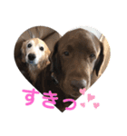 林家のワンコ（個別スタンプ：12）