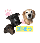 林家のワンコ（個別スタンプ：13）