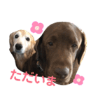 林家のワンコ（個別スタンプ：15）