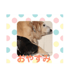 林家のワンコ（個別スタンプ：21）