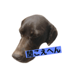 林家のワンコ（個別スタンプ：23）
