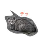目つきの悪い野良サバトラ猫のスタンプ（個別スタンプ：3）