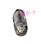 目つきの悪い野良サバトラ猫のスタンプ（個別スタンプ：6）