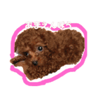 そぼろ  ちょっぴり  こむぎ（個別スタンプ：4）