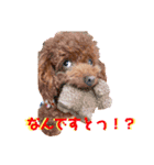 そぼろ  ちょっぴり  こむぎ（個別スタンプ：5）