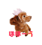 そぼろ  ちょっぴり  こむぎ（個別スタンプ：6）