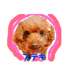 そぼろ  ちょっぴり  こむぎ（個別スタンプ：9）