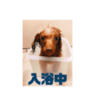 そぼろ  ちょっぴり  こむぎ（個別スタンプ：10）