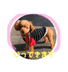 そぼろ  ちょっぴり  こむぎ（個別スタンプ：11）
