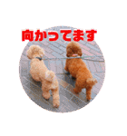 そぼろ  ちょっぴり  こむぎ（個別スタンプ：16）