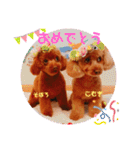 そぼろ  ちょっぴり  こむぎ（個別スタンプ：17）