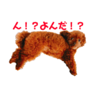 そぼろ  ちょっぴり  こむぎ（個別スタンプ：18）