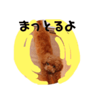 そぼろ  ちょっぴり  こむぎ（個別スタンプ：22）