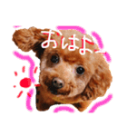 そぼろ  ちょっぴり  こむぎ（個別スタンプ：26）
