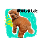 そぼろ  ちょっぴり  こむぎ（個別スタンプ：30）