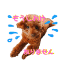 そぼろ  ちょっぴり  こむぎ（個別スタンプ：32）