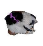 猫母ちゃん（個別スタンプ：1）