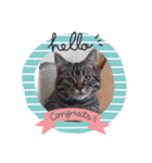 猫母ちゃん（個別スタンプ：2）