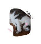 猫母ちゃん（個別スタンプ：3）