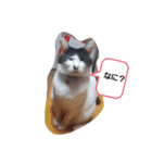 猫母ちゃん（個別スタンプ：4）