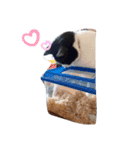 猫母ちゃん（個別スタンプ：6）