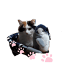 猫母ちゃん（個別スタンプ：7）