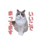 ラグドールねこのマーチ（個別スタンプ：1）
