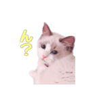 ラグドールねこのマーチ（個別スタンプ：2）