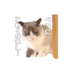 ラグドールねこのマーチ（個別スタンプ：3）