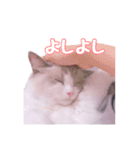 ラグドールねこのマーチ（個別スタンプ：4）