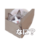 ラグドールねこのマーチ（個別スタンプ：5）